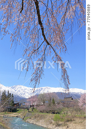白馬の春　桜咲く大出公園と北アルプス 77040889