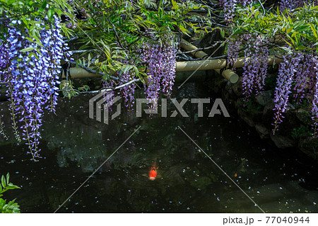 藤と鯉 藤と鯉 77040944