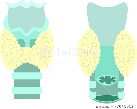 甲状腺 簡易 イラストのイラスト素材