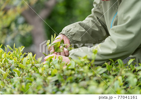 茶摘みするシニア女性 77041161