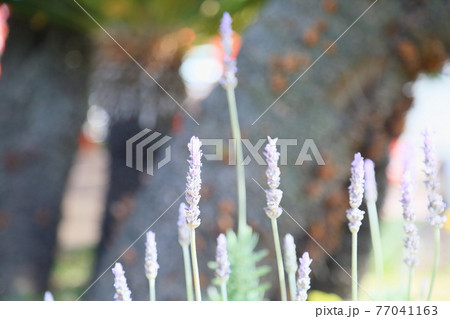 ラベンダーの花 ラベンダーの花 77041163
