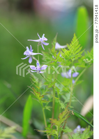 芹葉飛燕草 セリバヒエンソウ の花の写真素材