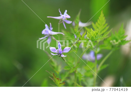 芹葉飛燕草（セリバヒエンソウ）の花 77041419