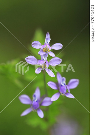 芹葉飛燕草(セリバヒエンソウ)の花 芹葉飛燕草(セリバヒエンソウ)の花 77041421