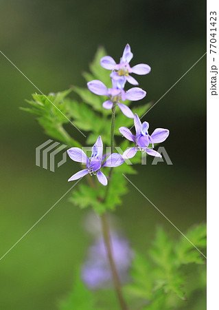 芹葉飛燕草（セリバヒエンソウ）の花 77041423