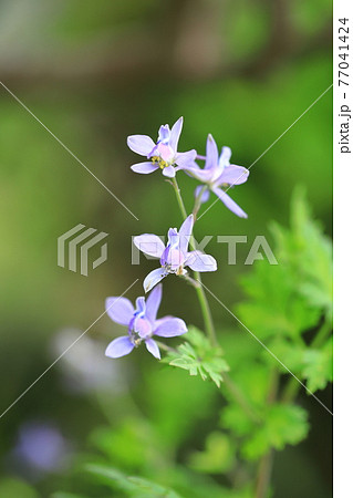 芹葉飛燕草（セリバヒエンソウ）の花 77041424