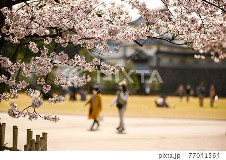 金沢城公園の桜景色を楽しむ花見客 金沢城公園の桜景色を楽しむ花見客 77041564