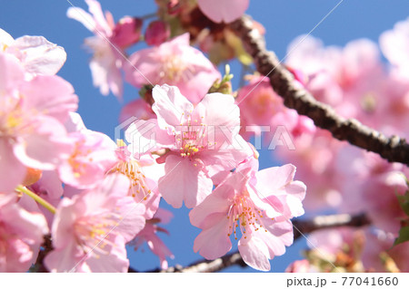 サクラ 桜 淡い 花見 春 花びら 美しい 綺麗 穏やか ピンク 入学 卒業 さくら の写真素材 サクラ 桜 淡い 花見 春 花びら 美しい 綺麗 穏やか ピンク 入学 卒業 さくら の写真素材