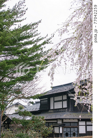 武家屋敷の枝垂れ桜とモミ 角館 武家屋敷の枝垂れ桜とモミ 角館 77042259