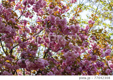 花 桜 春 77042308