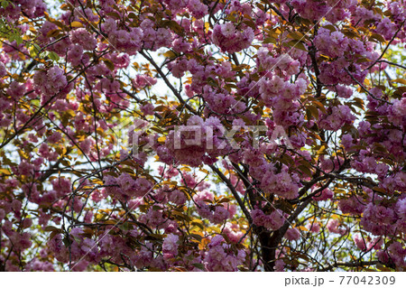 花 桜 春 77042309