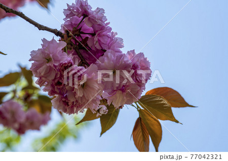 花 桜 春 77042321