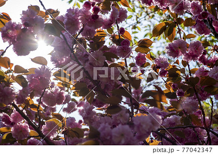 花 桜 春 77042347