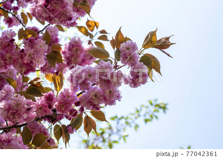 花 桜 春 77042361