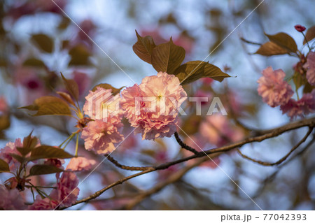 花 桜 春 77042393