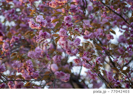 花 桜 春 77042403