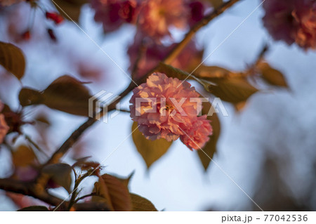 花 桜 春 77042536