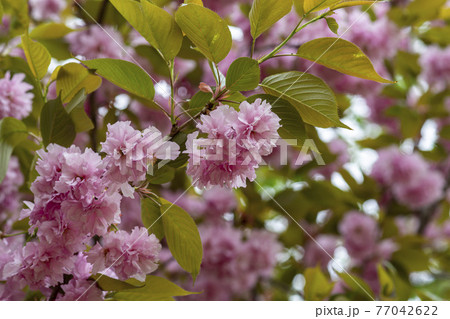 花 桜 春 77042622
