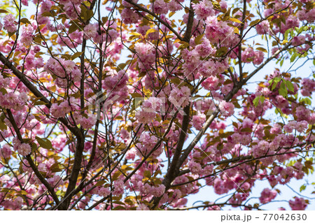 花 桜 春 77042630