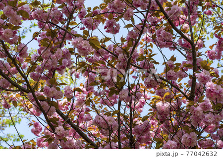 花 桜 春 77042632