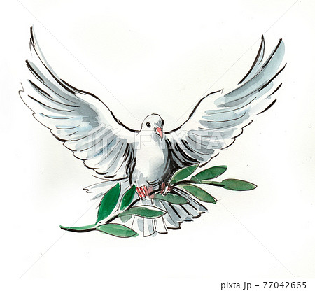 White dove with olive branch. Ink and...のイラスト素材 [77042665