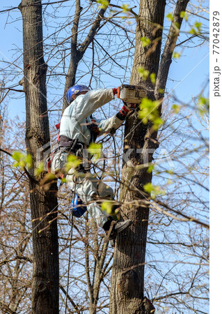 A worker in a helmet at the top of a tree cuts a branch with a chainsaw. A worker in a helmet at the top of a tree cuts a branch with a chainsaw. 77042879