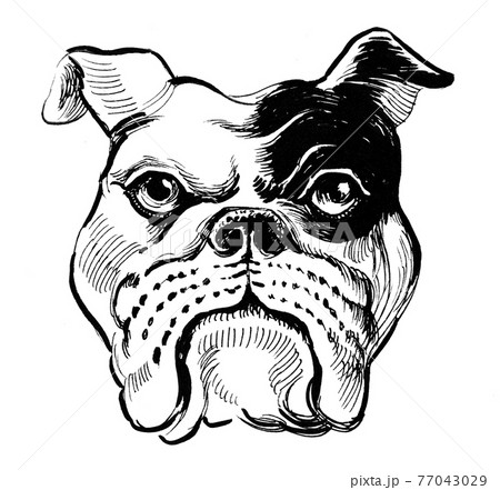 Bull dog head. Ink black and white drawing 77043029