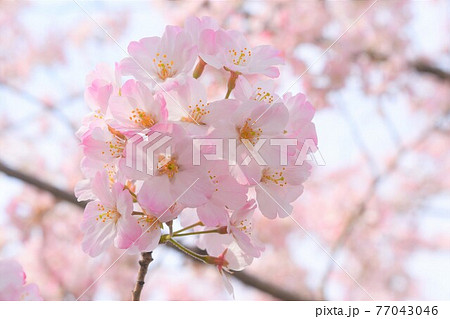 春を告げる満開の桜~cherry blossom~ 春を告げる満開の桜~cherry blossom~ 77043046