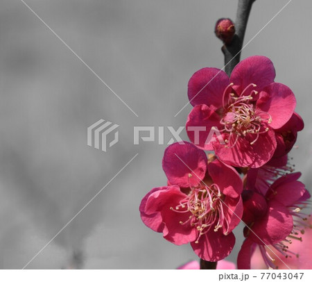 春を告げる梅の花~紅梅~ 春を告げる梅の花~紅梅~ 77043047