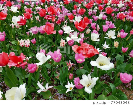 花畑 花畑 77043048
