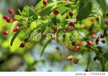 花 樹木 植物 77043100