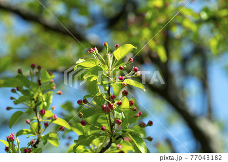 花 植物 万 77043182