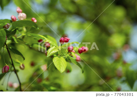 花 植物 万 77043301