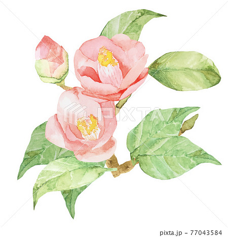 椿　バラ　水彩素材　他複数バリエーションあります 77043584