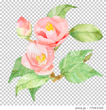 椿　バラ　水彩素材　他複数バリエーションあります 77043584