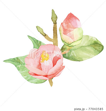 椿　バラ　水彩素材　　他複数バリエーションあります 77043585