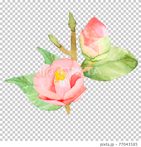 椿　バラ　水彩素材　　他複数バリエーションあります 77043585
