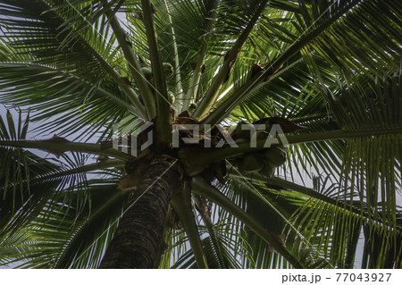 Summer field of coconut palm 77043927