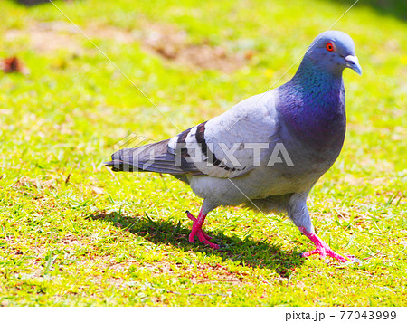 初夏の鳩 初夏の鳩 77043999