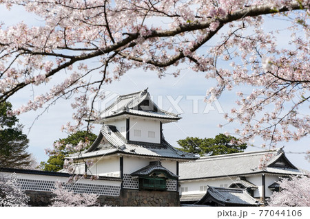 満開の金沢城公園の桜景色 77044106