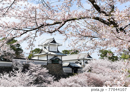 満開の金沢城公園の桜景色 77044107