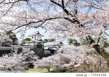 満開の金沢城公園の桜景色 77044108