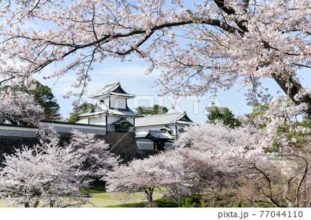 満開の金沢城公園の桜景色 77044110