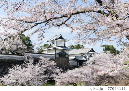 満開の金沢城公園の桜景色 77044111