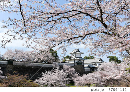 満開の金沢城公園の桜景色 77044112