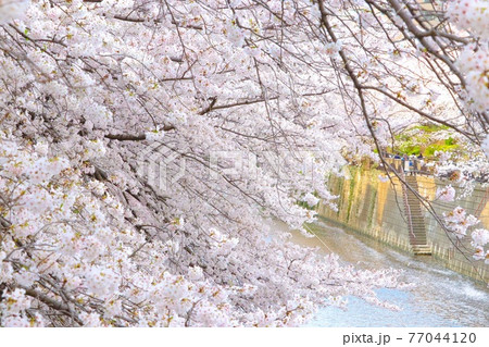 この橋の端から見るとすごい密な桜の写真素材
