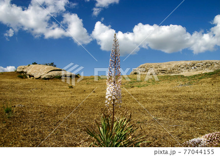 中央アジアで自生するエレムルス 中央アジアで自生するエレムルス 77044155