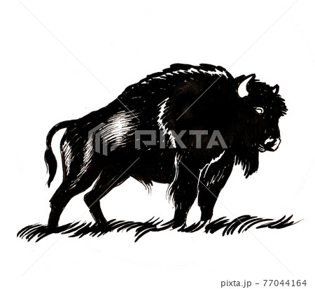 Standing bison bull. Ink black and white drawing 77044164