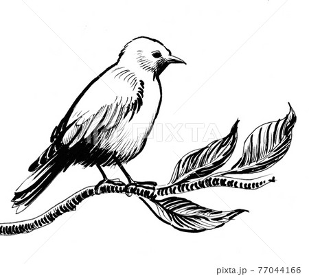 Bird sitting on a tree branch. Ink black and white drawing Bird sitting on a tree branch. Ink black and white drawing 77044166