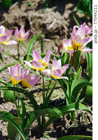 【品種：ライラックワンダー】黄色とピンク色の花びらの原種系チューリップ 77044211